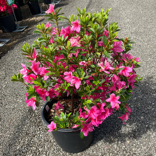 Pink Boudoir Azalea