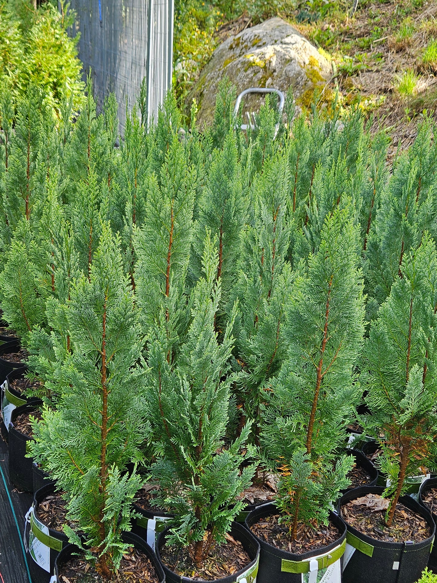 Buy 'PINPOINT® Blue & Gold' False Cypress Online