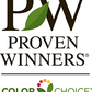 Buy 'PINPOINT® Blue & Gold' False Cypress Online