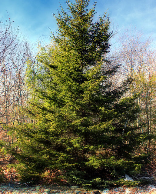 Red Spruce