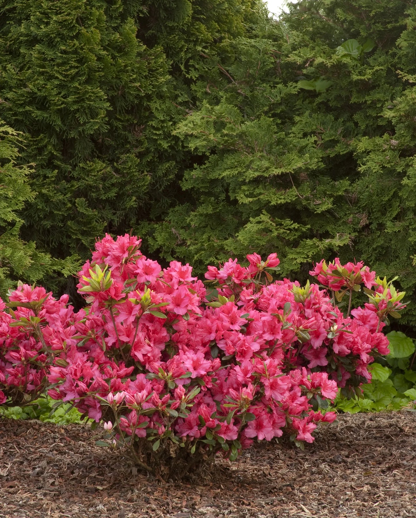 Gerard’s Rose Azalea