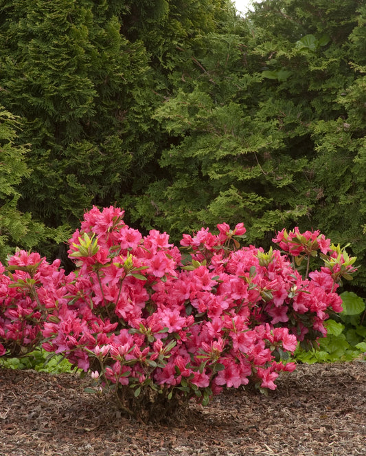 Gerard’s Rose Azalea