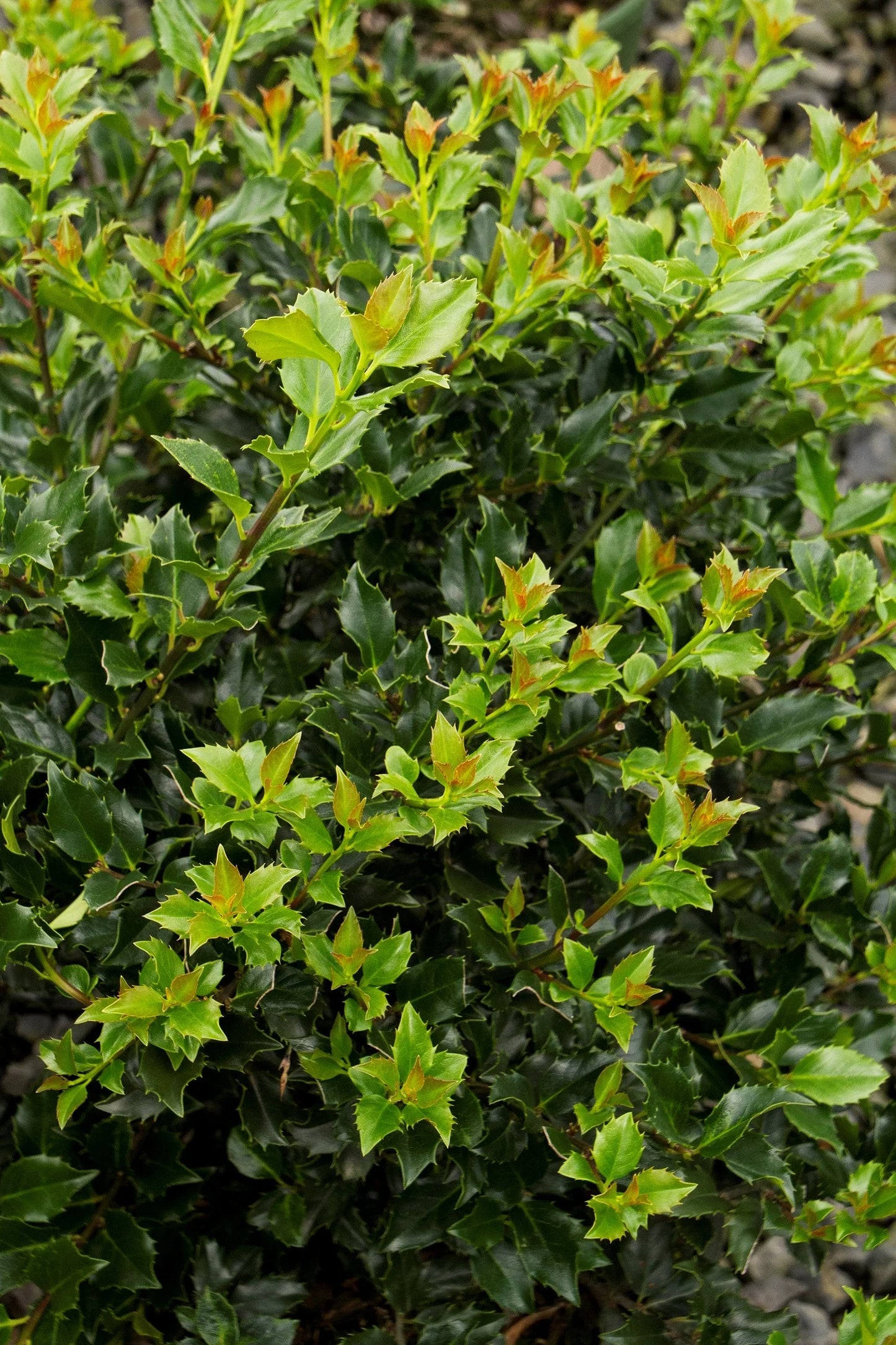 'Blue Boy' Holly