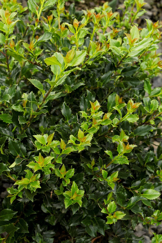 'Blue Boy' Holly