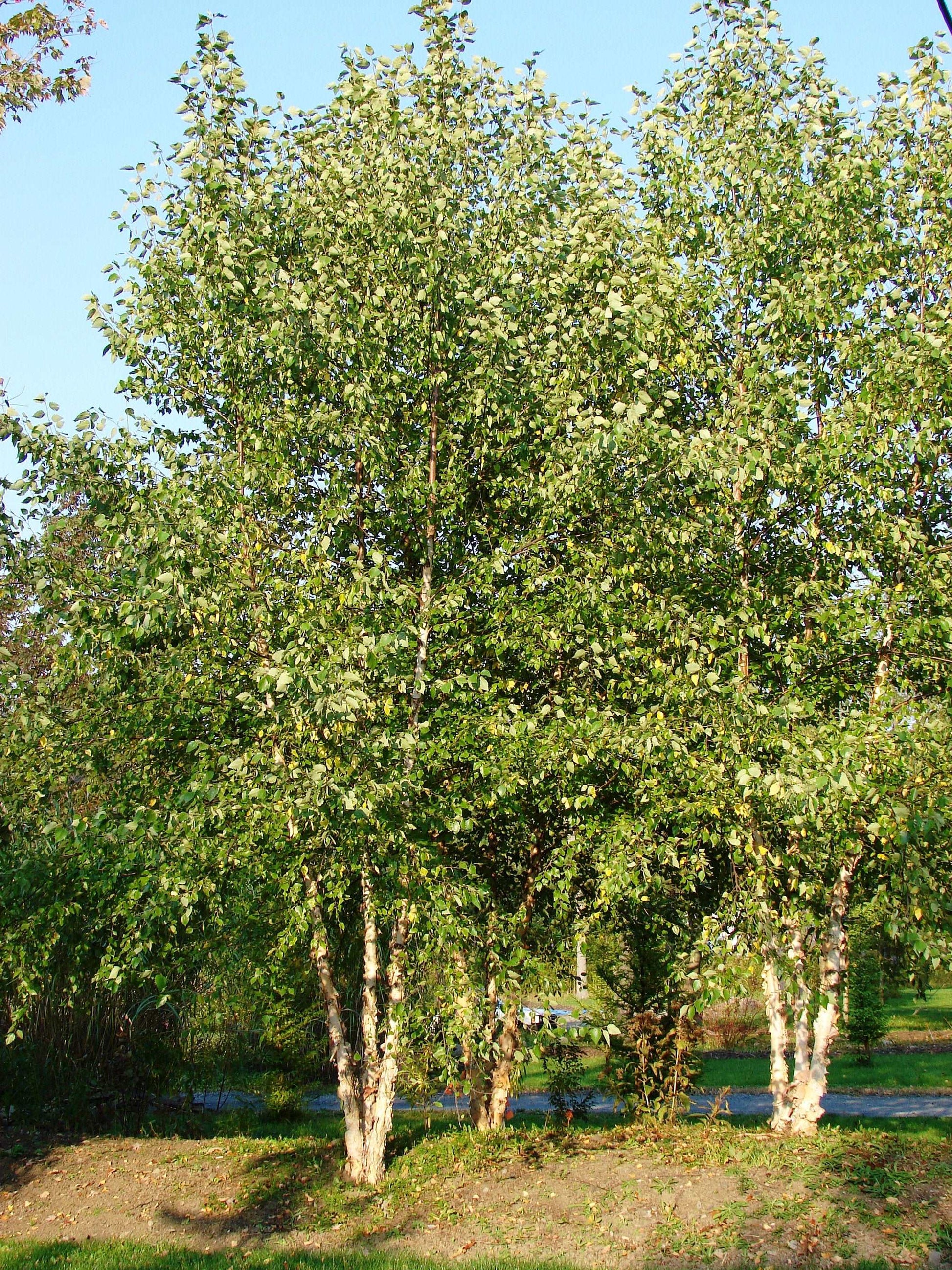 River Birch (Betula nigra)