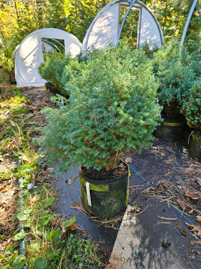 'Blue Fuzzy Dwarf' False Cypress