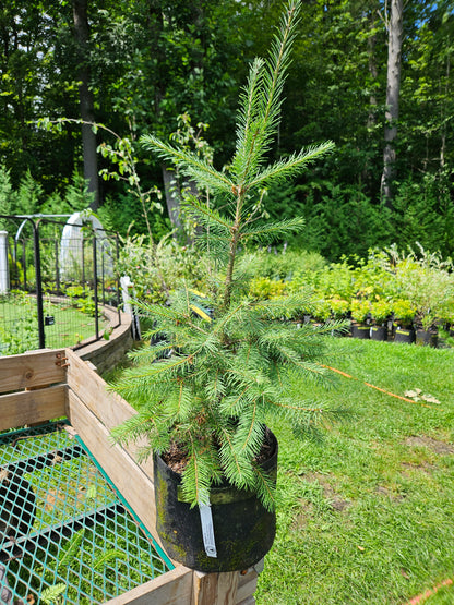 Douglas Fir