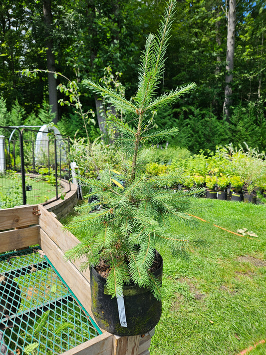 Douglas Fir
