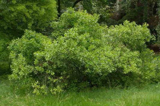 Northern Bayberry