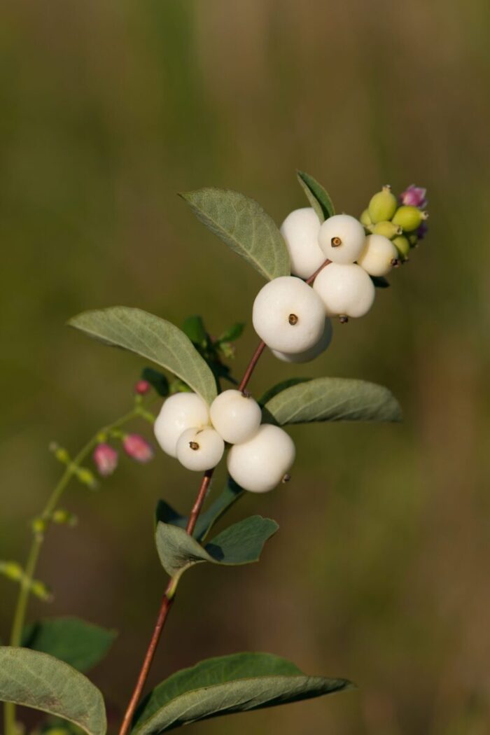 White berries on a branch with green leaves against a blurred natural background