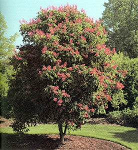 Red Buckeye