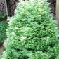 Blue Fuzzy Dwarf' False Cypress Shrub