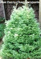 Blue Fuzzy Dwarf' False Cypress Shrub