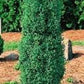 Red Star' False Cypress