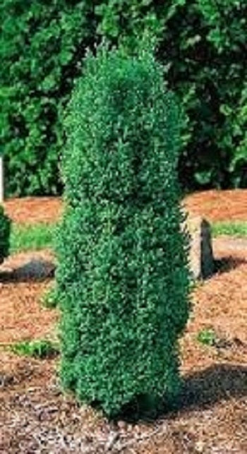 Red Star' False Cypress
