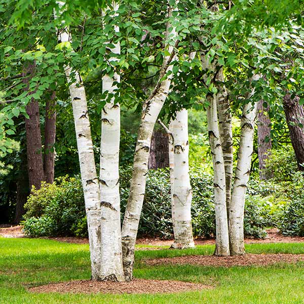 Paper Birch Tree