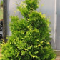 'Yellow Ribbon' Arborvitae