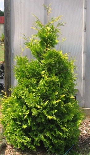 'Yellow Ribbon' Arborvitae